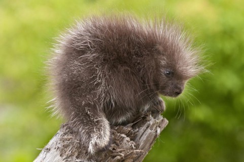 Baby North American porcupine