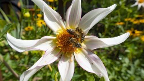 Star dahlia