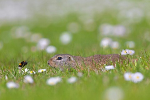 European ground squirrel