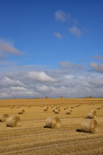 Harvested cornfield with straw bales in Normandy