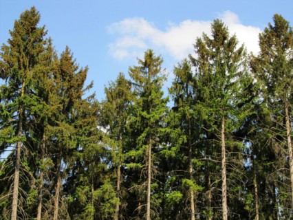 Coniferous forest