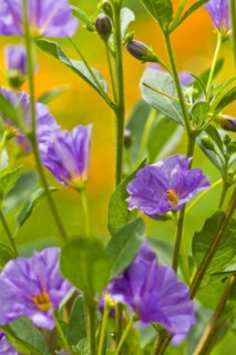Blue potato bush