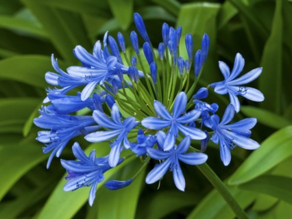 Evergreen lilies of the nile