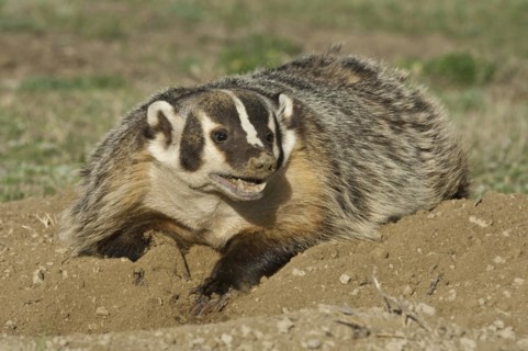 American badger