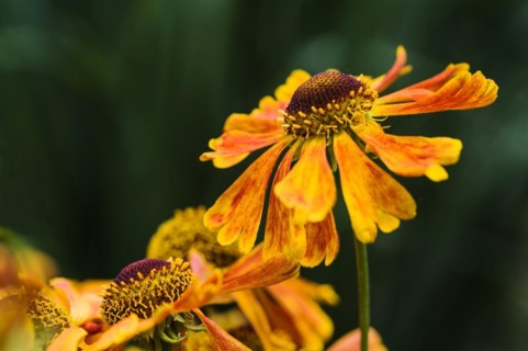 Helenium