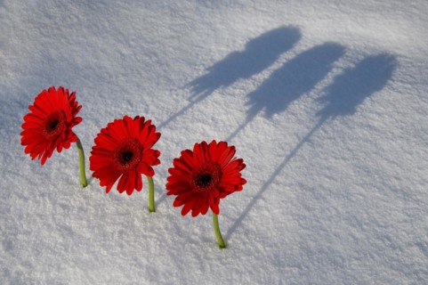 Arrangement of Gerbera Flowers in the Snow