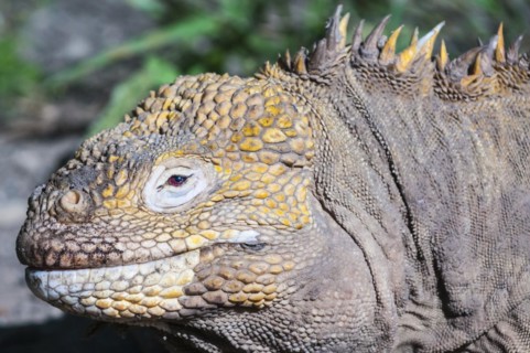 Galapagos land iguana