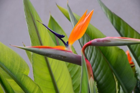Strelitzias