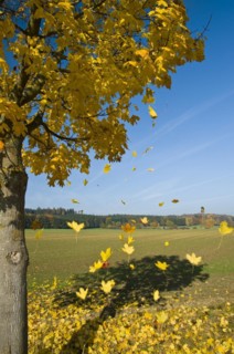 Maple
