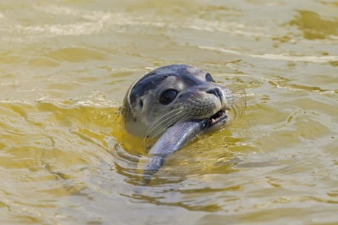 Close-up of common seal