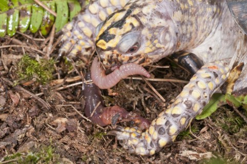 Eastern box turtle