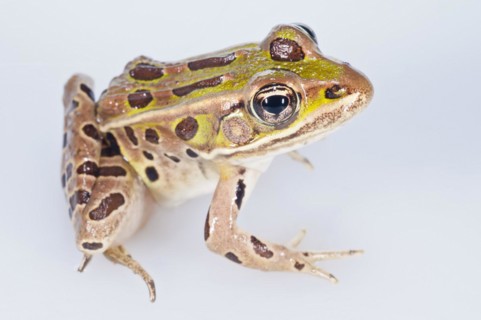Northern leopard frog
