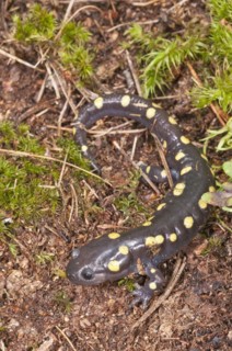 Spotted salamander