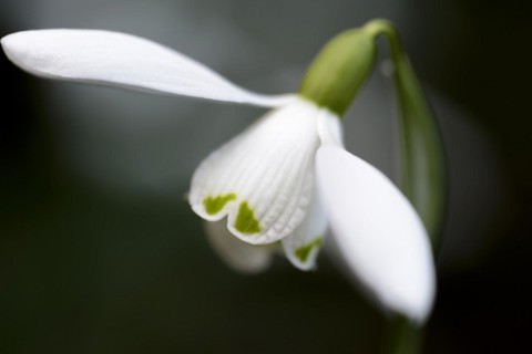 common snowdrop