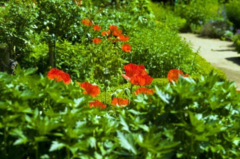 Poppies