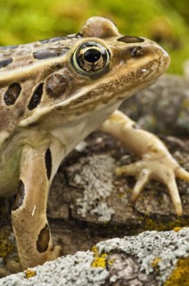 The northern leopard frog