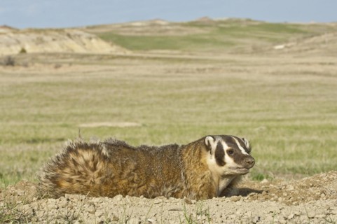 American badger