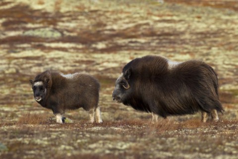 Muskox