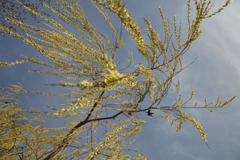 Weeping willow