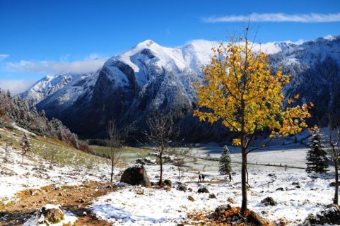 Sycamore maple in the first snow