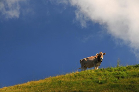 Cows on a mountain pasture in Allgaeu