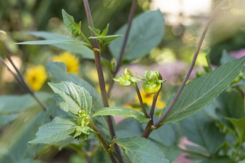 Main and secondary flower buds on a dahlia plant