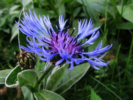 Brown knapweed