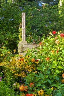Various garden flowers