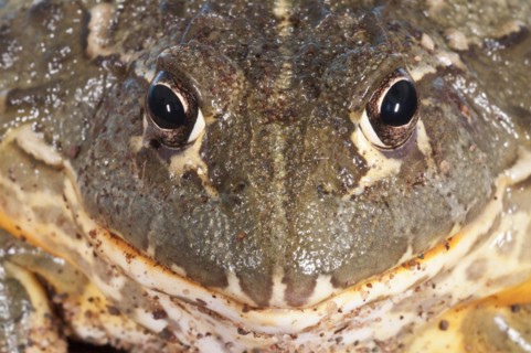 African bullfrog