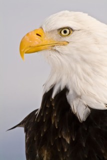 Bald eagle