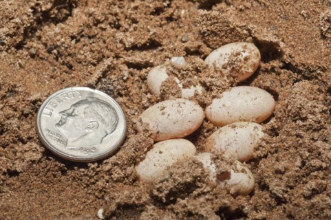 Prairie skink eggs