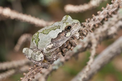 Eastern gray tree frog