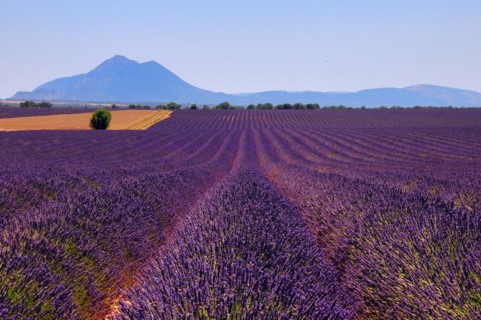 Common lavender
