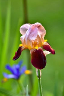 Iris