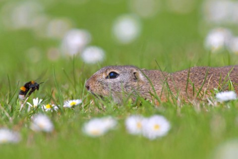 European ground squirrel