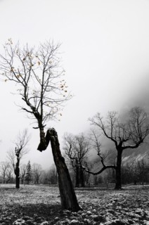 Winter onset