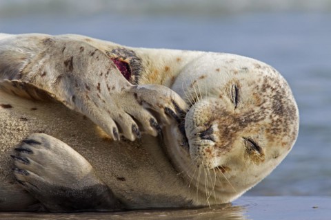 Injured Common seal