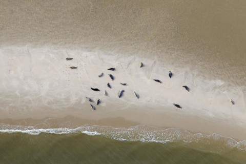 Aerial