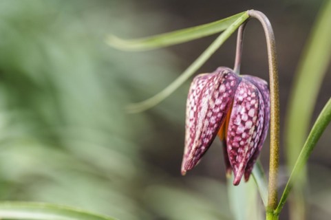 (Fritillaria meleagris), snakes head fritillary