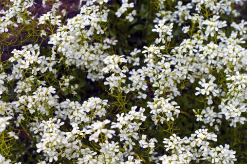 Garden rockcress