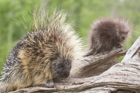 North American porcupine