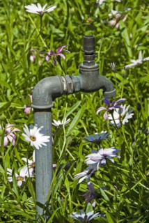 A standpipe and tap amongst grass and flowers