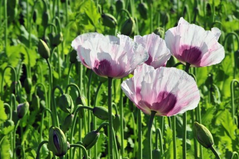 Poppy flowers