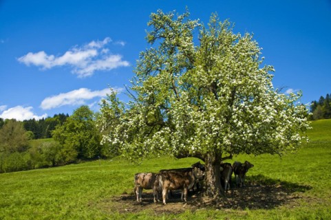Young cattle on the Siedelalpe