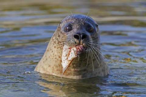 Close-up of common seal
