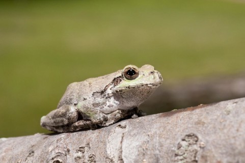 Eastern gray tree frog
