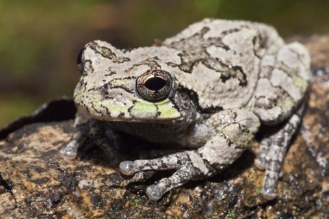 Eastern gray tree frog