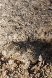 New Mexico spadefoot toad