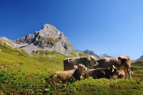 Roggalspitze