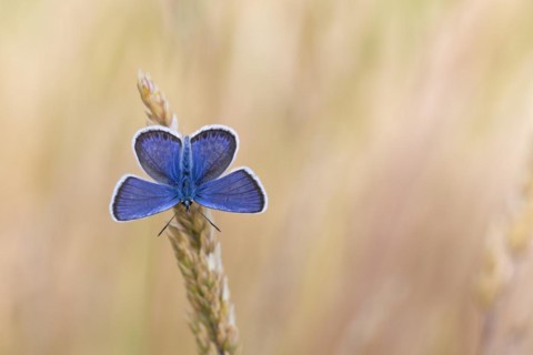 Silver-studded blue
